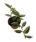 Lavender Tradescantia fluminensis - 2.5" Pot - Trailing House Plant